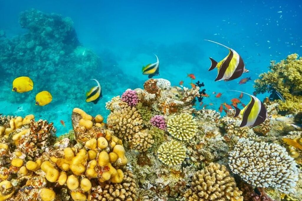 b40e057e-e612-4b96-a4a6-b3446db44649_submarine-panorama-snorkeling-seascope-glass-boat-hurghada-xlarge