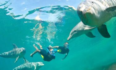 Swimming with Dolphins