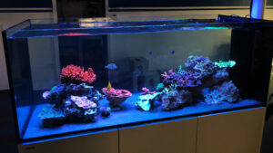 Red Sea Aquarium 